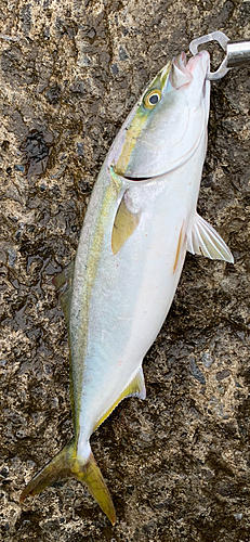 ハマチの釣果