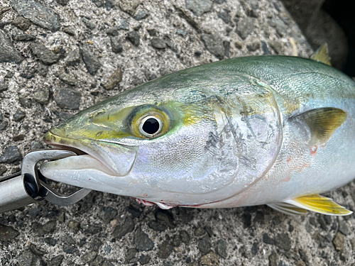 ハマチの釣果