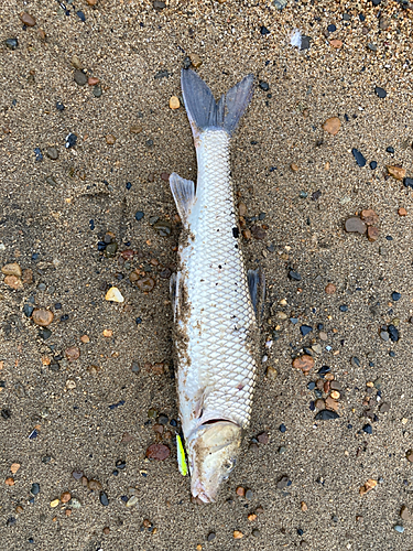 ニゴイの釣果