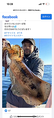 アオリイカの釣果