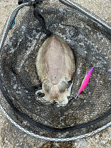 コウイカの釣果