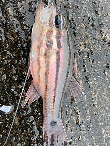 オオスジイシモチの釣果