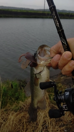 ラージマウスバスの釣果