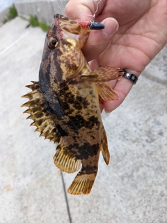 タケノコメバルの釣果