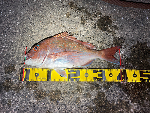 マダイの釣果