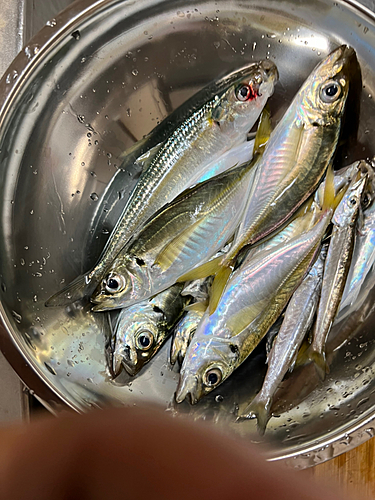 アジの釣果