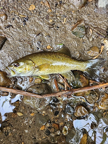 スモールマウスバスの釣果