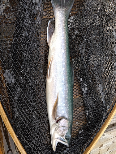 ミヤベイワナの釣果