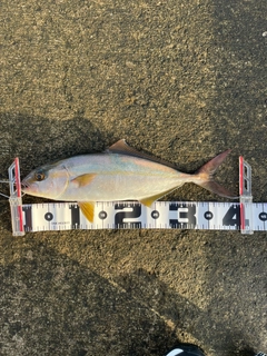 ショゴの釣果