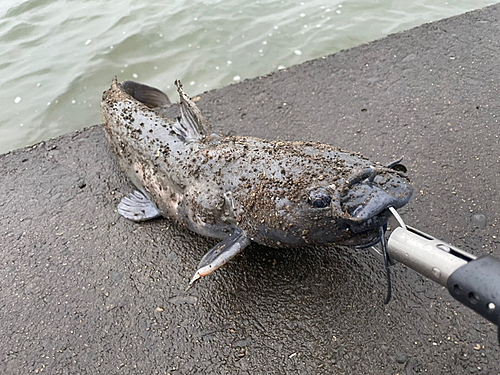 アメリカナマズの釣果