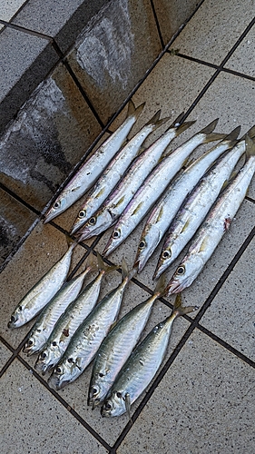 カマスの釣果