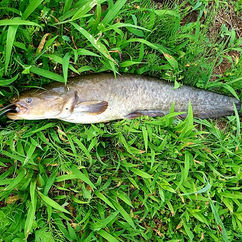 マナマズの釣果