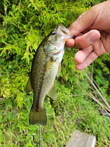 ラージマウスバスの釣果