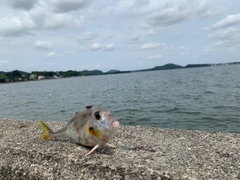 ギマの釣果