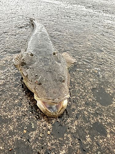 マゴチの釣果