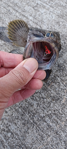 クロソイの釣果