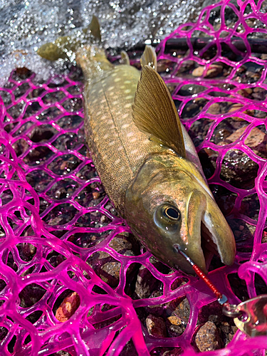 アメマスの釣果