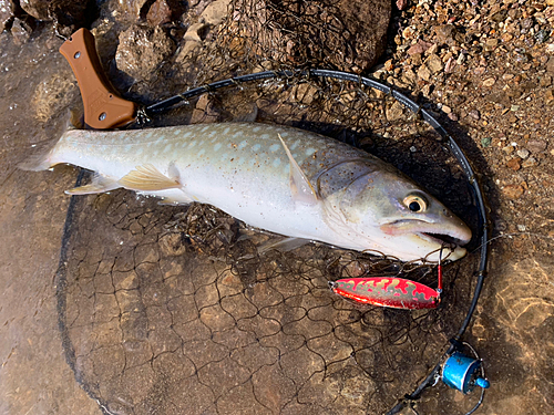 アメマスの釣果