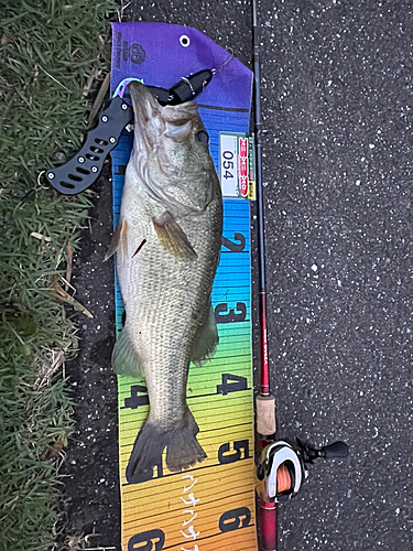 ブラックバスの釣果