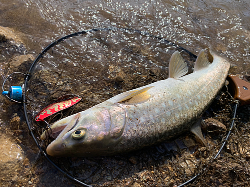 アメマスの釣果