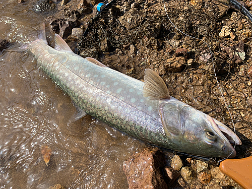 アメマスの釣果