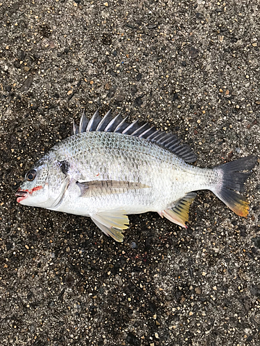 キチヌの釣果