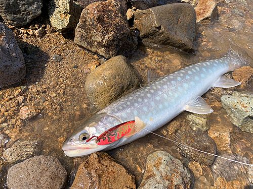 アメマスの釣果