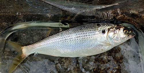 コノシロの釣果