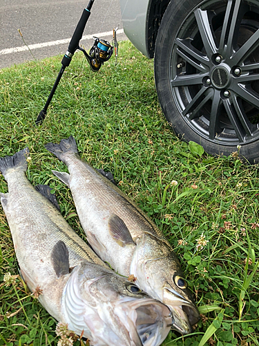 シーバスの釣果