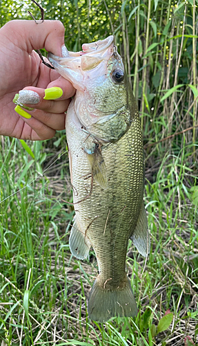 ブラックバスの釣果