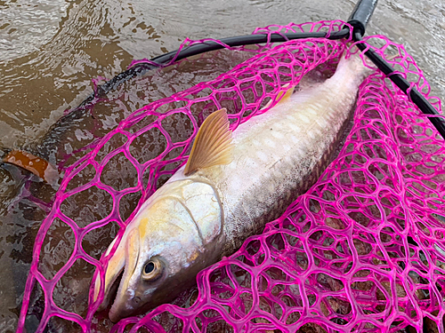 アメマスの釣果