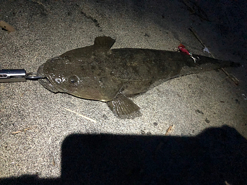 マゴチの釣果