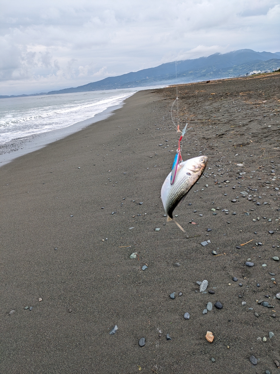 カマス