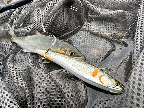 アユの釣果