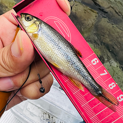 カワムツの釣果