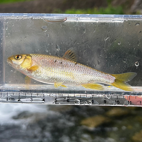 カワムツの釣果