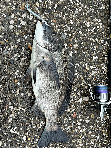 クロダイの釣果