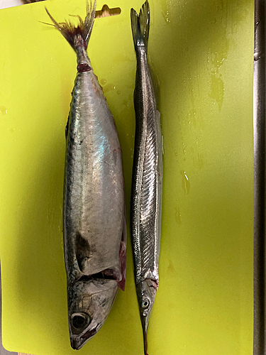 サバの釣果