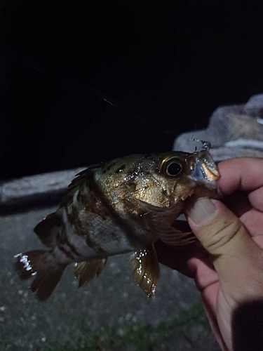 アカメバルの釣果