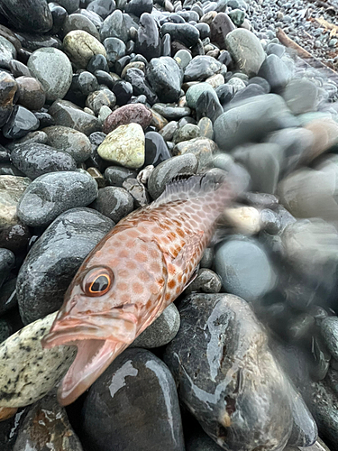 オオモンハタの釣果