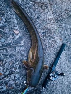 ナマズの釣果