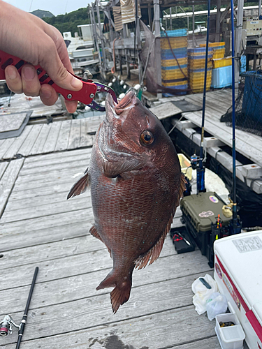 マダイの釣果