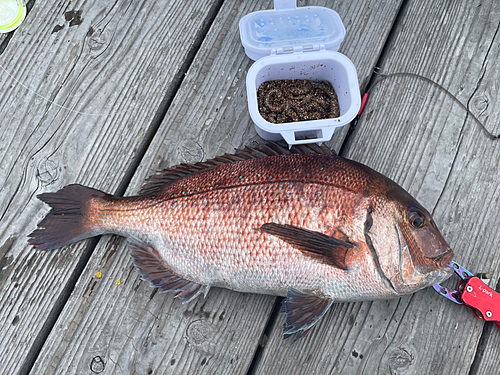 マダイの釣果