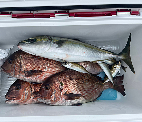 マダイの釣果