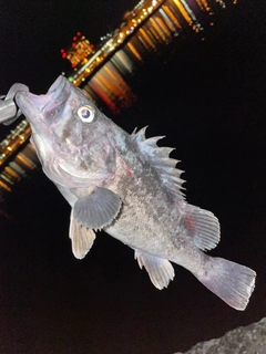 クロソイの釣果