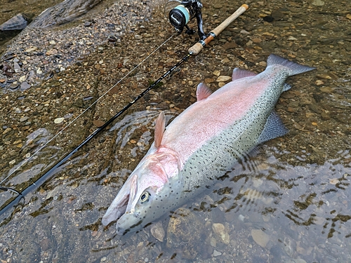 ニジマスの釣果