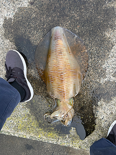 アオリイカの釣果