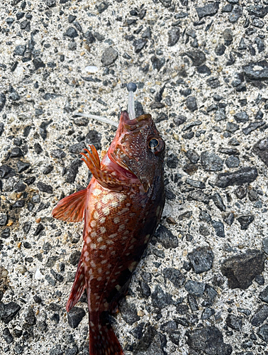 カサゴの釣果