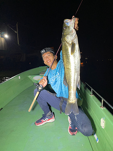 シーバスの釣果