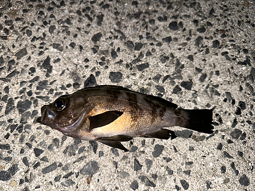 メバルの釣果